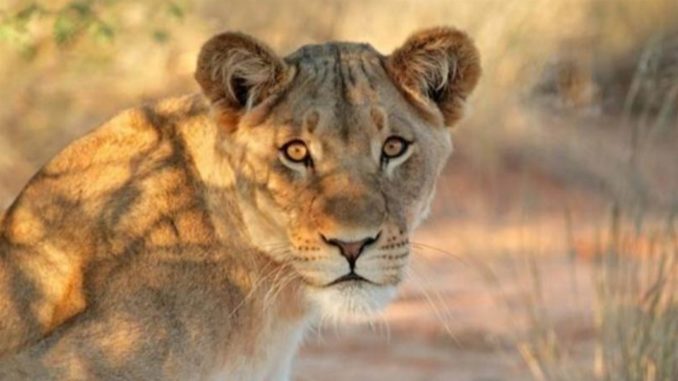 lion